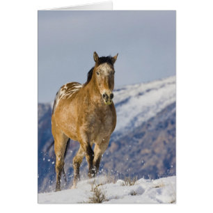 Chevaux courant dans la neige