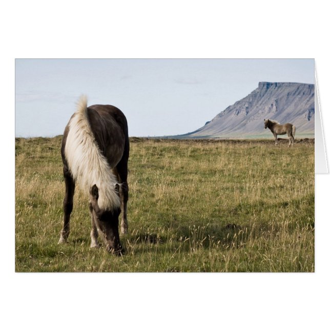 Chevaux dans le Baleine-fjord (Devant horizontal)