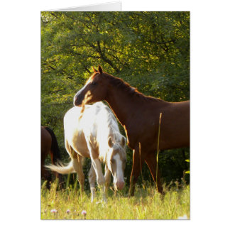 Chevaux dans le pré