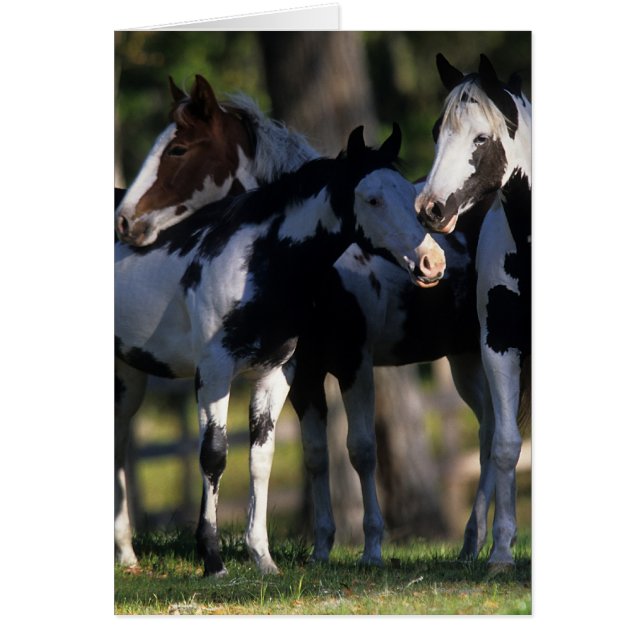Chevaux de peinture (Devant)