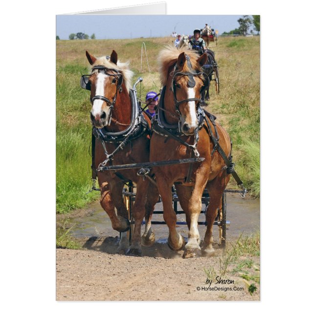 Chevaux de trait belges (Devant)