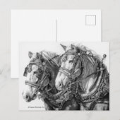 Chevaux de trait dessin carte postale (Devant / Derrière)