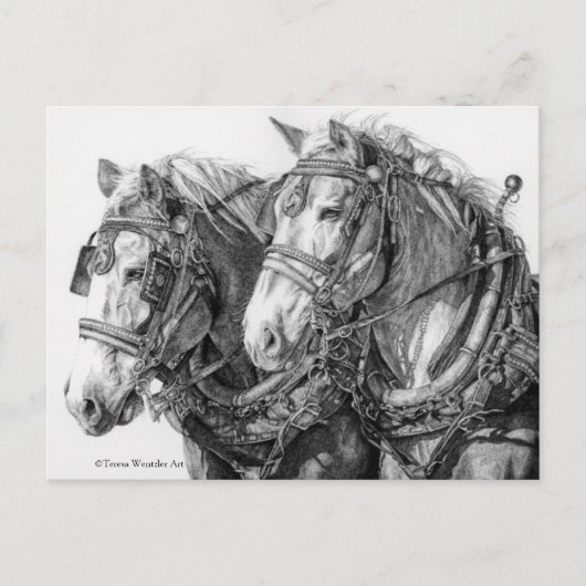 Chevaux de trait dessin carte postale (Devant)