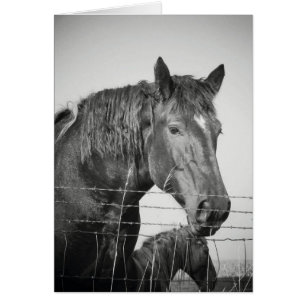 Chevaux derrière la clôture en noir et blanc