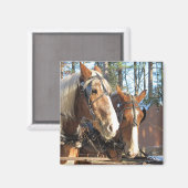 Chevaux d'hiver Sturbridge Village Magnet (Recto/Verso)