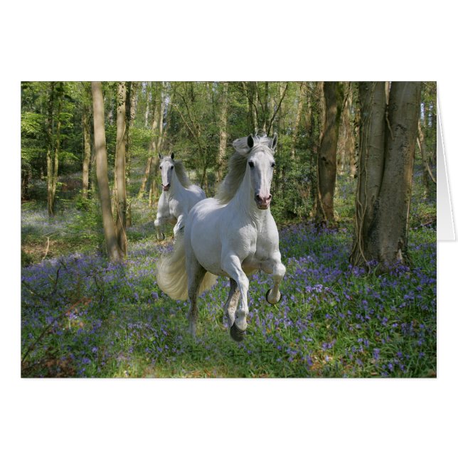 Chevaux d'Imaginaire : Bois de Bluebell (Devant horizontal)