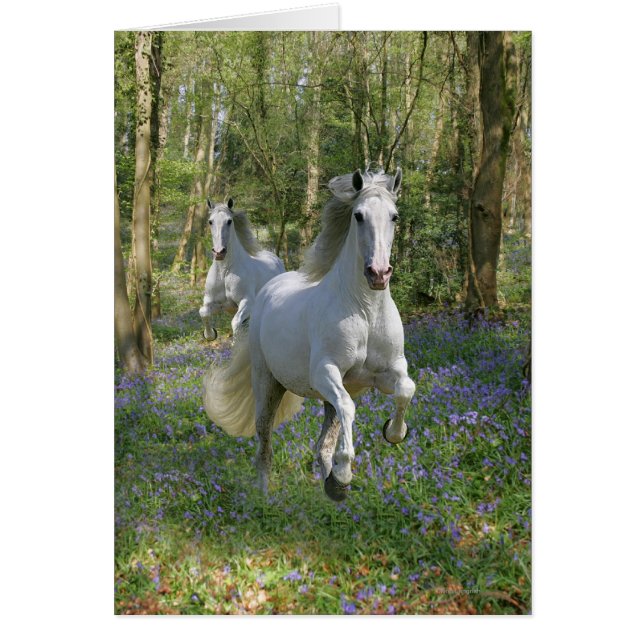 Chevaux d'Imaginaire : Bois de Bluebell (Devant)