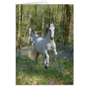 Chevaux d'imaginaire : Bois de jacinthe des bois
