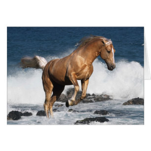 Chevaux d'imaginaire : Éclaboussure d'été