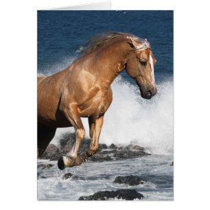 Chevaux d'imaginaire : Éclaboussure d'été