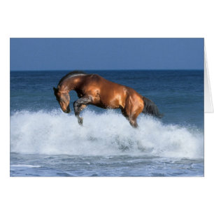 Chevaux d'imaginaire : Selle Francais et mer