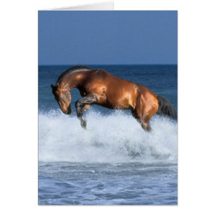 Chevaux d'Imaginaire : Selle Francais & Mer