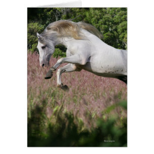 Chevaux d'Imaginaire : Spring Gallop