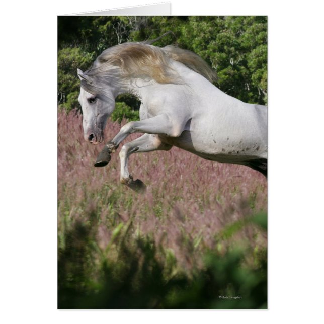 Chevaux d'Imaginaire : Spring Gallop (Devant)