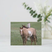 Chevaux en champ Carte postale (Debout devant)