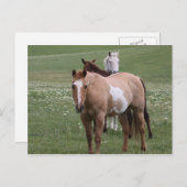 Chevaux en champ Carte postale (Devant / Derrière)