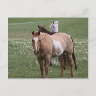 Chevaux en champ Carte postale