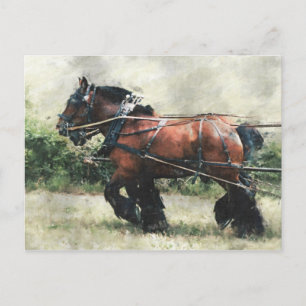 Chevaux en harnais carte postale
