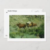 Chevaux exécutant carte postale (Devant / Derrière)