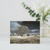 Chevaux frôlant la carte postale (Debout devant)