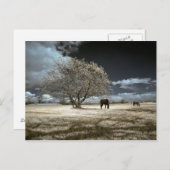 Chevaux frôlant la carte postale (Devant / Derrière)