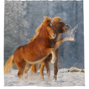 Chevaux islandais jouant dans le rideau en douche