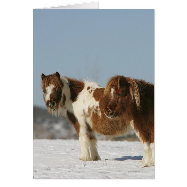 Chevaux miniatures debout dans la neige (Devant)
