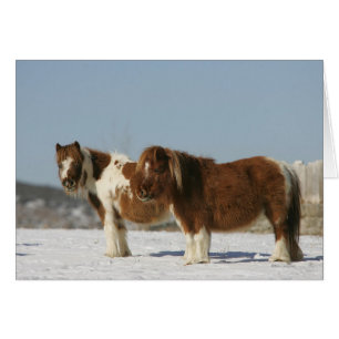 Chevaux miniatures debout dans la neige