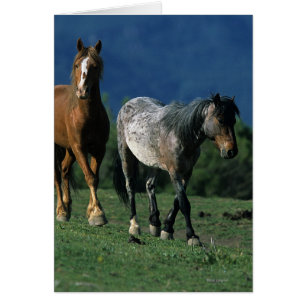 Chevaux Mustang Sauvages