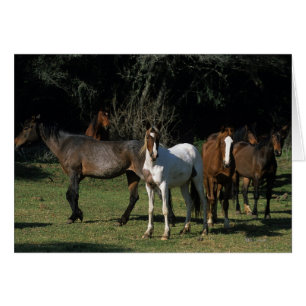 Chevaux Mustang Sauvages 1