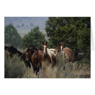 Chevaux Mustang Sauvages 2