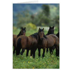 Chevaux Mustang Sauvages 3