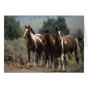 Chevaux Mustang Sauvages 7