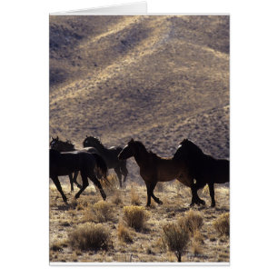 Chevaux Mustang sauvages dans le désert 1