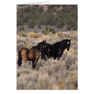 Chevaux Mustang sauvages dans le désert 2
