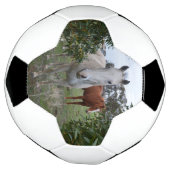 Chevaux Peekaboo, Soccerball (Tourné)