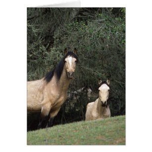 Chevaux sauvages 6 de mustang