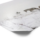 Chevaux Sauvages À Snow Kodak Photo Professionnell (Coin)