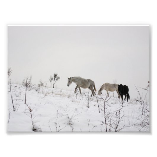 Chevaux Sauvages À Snow Kodak Photo Professionnell (Devant)