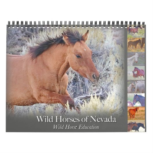 Chevaux sauvages, calendrier (Protection)
