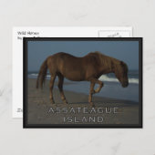 Chevaux sauvages d'Assateague 1 carte postale (Devant / Derrière)
