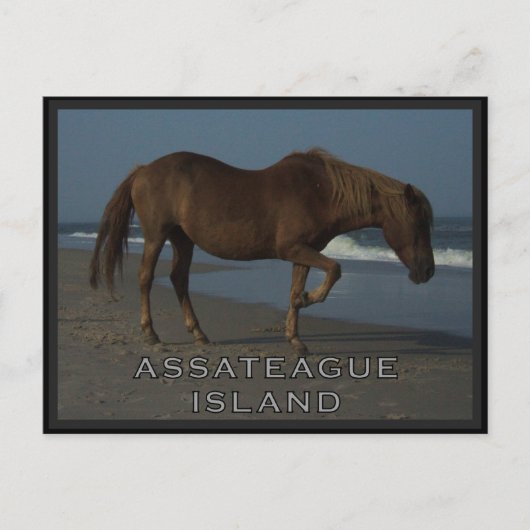 Chevaux sauvages d'Assateague 1 carte postale (Devant)