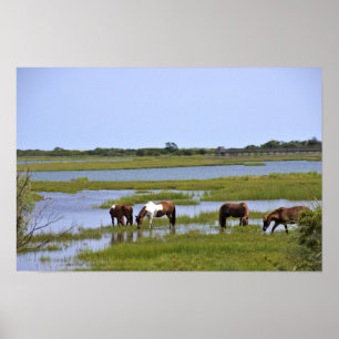 Chevaux Sauvages d'Assateague Affiche