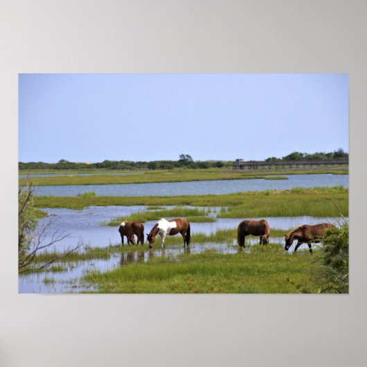Chevaux Sauvages d'Assateague Affiche (Devant)