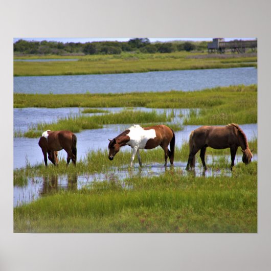 Chevaux sauvages d'Assateague Affiche (Devant)