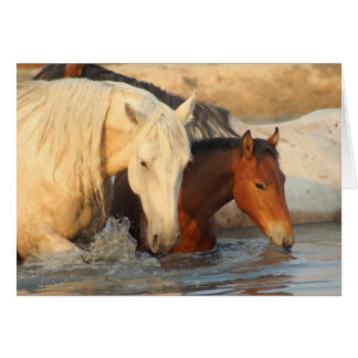 Chevaux sauvages de CARTE POUR NOTES de TROUPEAU