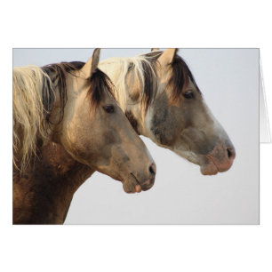 Chevaux sauvages du désert de l'ONAQUI HERD Uinta