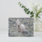 Chevaux sauvages, faune, carte postale (Debout devant)