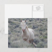 Chevaux sauvages, faune, carte postale (Devant / Derrière)