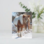 Chevaux sauvages, faune, carte postale (Debout devant)